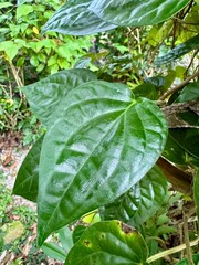 Piper Betel Leaves. Nature Herbal Plant.