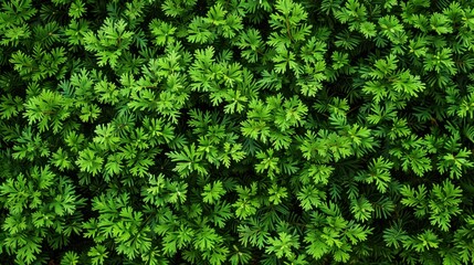 Sustainability Outcomes: Key indicators measuring the long-term viability of practices, focusing on environmental impact and resource conservation for future generations.