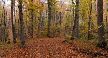 Fototapeta premium Yellow leaves lie on the ground in the autumn forest.