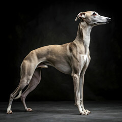 Fototapeta premium The Whippet is a sleek, athletic dog known for its speed, gentle nature, and affectionate personality.