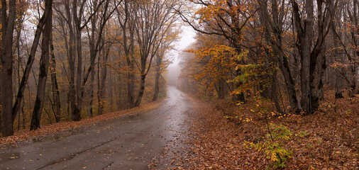 Fototapeta premium Asphalt road in the autumn forest.