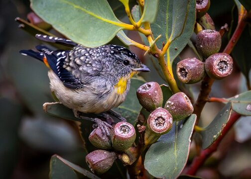 Close up image of a Spotted Pardalote (pardalotus punctatus)