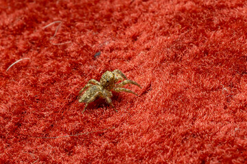 a closeup shot of a spider on a red background