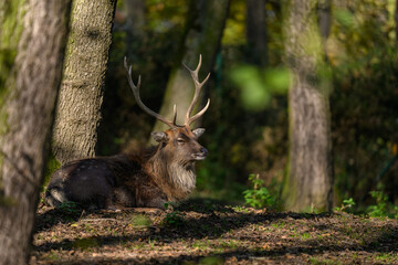 Deer lying in the forest.
