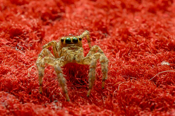 a closeup shot of a spider on a red background