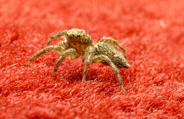 a closeup shot of a spider on a red background