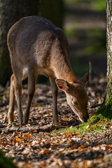 A doe is looking for food outside in the forest.
