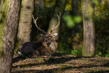 Deer lying in the forest.
