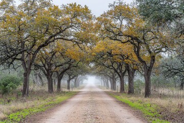 A misty road lined with trees showcasing autumn foliage.