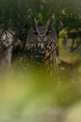 Great horned owl in a pine tree behind a branch.
