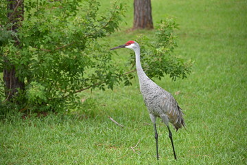 Sandhill Crane 