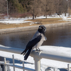 Fototapeta premium portrait of a crow on a railing