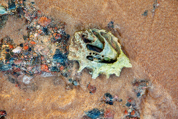 The spoted old and broken seashell  in the beach. Wave are covering it periodically and  sand...