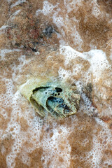 The spoted old and broken seashell  in the beach. Wave are covering it periodically and  sand covers seashell  to hide away  it from another people