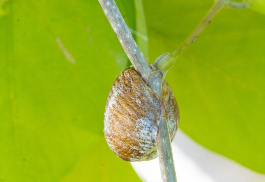 Mantis egg or ootheca is a round egg capsule with a brown, woody shell. Mantis eggs are found on branches.