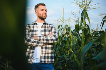 A man inspects a corn field and looks for pests. Successful farmer and agro business