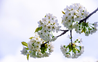 Cherry blossom branch in the garden in spring
