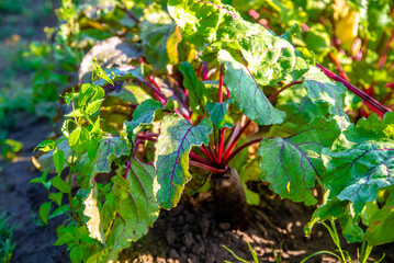Beetroot leaves covered with rain drops taken close-up
