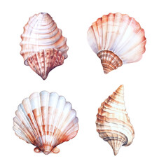 set of seashells