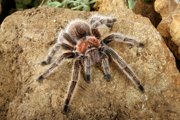 Chilean Rose Hair Tarantula (Grammostola rosea).