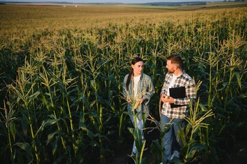 irrigation corn. two farmers work in field with corn. agriculture irrigation concept. farmers a man...