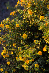 Bright yellow flowers of Dasiphora fruticosa on a Bush in the garden in summer.
