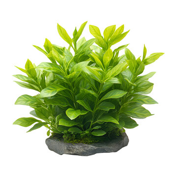 Lush green aquatic plant arrangement for decoration.