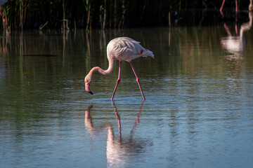 pink flamingo feeding in shallow water with reflection ,Camargue ,France ,wildlife , bird watching hobby .