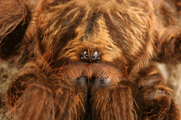 Closeup of a Caribbean Golden Grey Tarantula (Phormictopus platus).