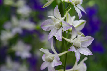 Fototapeta premium A larkspur with flowers that resemble birds