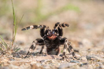 The Brazilian red and white tarantula (Nhandu chromatus) is a larger tarantula with a diagonal leg...