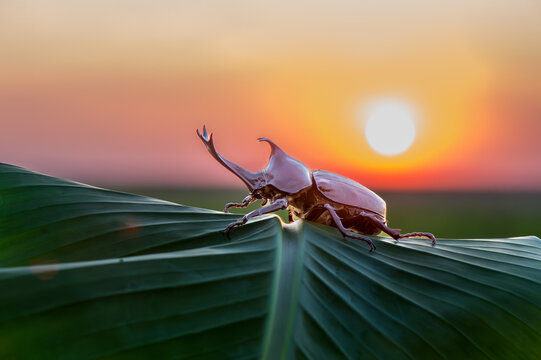 Dynastinae, Rhinoceros, Rhino, Hercules, Unicorn or Horn beetle hold on the wood log.