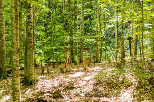 Empty classroom outdoors in the forest. School desks and chairs for students with trees as a background on a hot sunny day.
