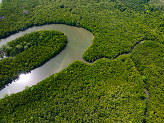 Amazing abundant mangrove forest, Aerial view of forest trees Rainforest ecosystem and healthy environment background, Texture of green trees forest top down, High angle view