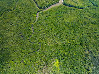 Amazing abundant mangrove forest, Aerial view of forest trees Rainforest ecosystem and healthy environment background, Texture of green trees forest top down, High angle view