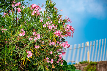 Nerium Oleander flowers or rosebay plant in the garden