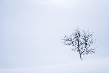 Fototapeta premium A solitary tree stands in a snowy landscape, enveloped in thick fog during a winter afternoon