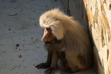Baboon Zoo Enclosure Sitting Animal