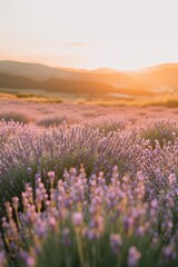 Obraz premium Stunning Lavender Field at Sunset with Golden Light and Rolling Hills in the Background Capturing the Beauty of Nature and Tranquility