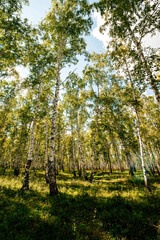 a country road in a birch forest at dawn