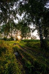 a country road in a birch forest at dawn