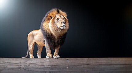 Fototapeta premium The majestic lion stood proudly against a stark black and white backdrop, its mane flowing in the wind as it gazed confidently into the distance, embodying the essence of strength and grace.