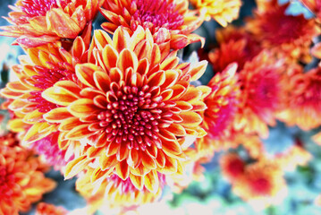 Close up of bouquet Yellow orange chrysanthemum flowers growing in the garden.