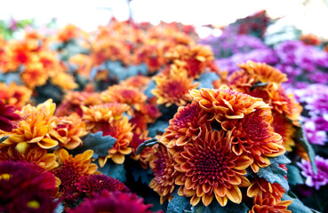 Close up of bouquet Yellow orange chrysanthemum flowers growing in the garden.