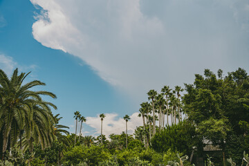 야자수, 자연, 풍경