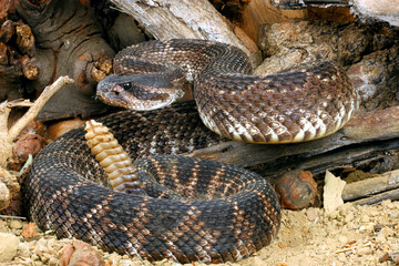   Southern Pacific Rattlesnake (Crotalus  helleri)