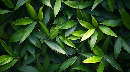 Beautiful green bamboo leaves and grassy background