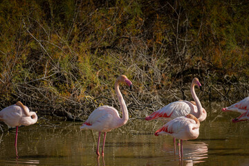 pink flamingo's feeding in shallow water with reflection ,Camargue ,France ,wildlife , bird watching hobby .