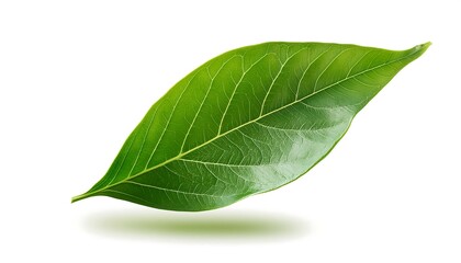 Obraz premium Isolated closeup of fresh green clover leaves on a white background