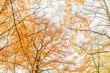 Autumn foliage creates a vibrant canopy of orange and yellow leaves above a tranquil forest path during daytime